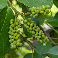 Ingredient 6